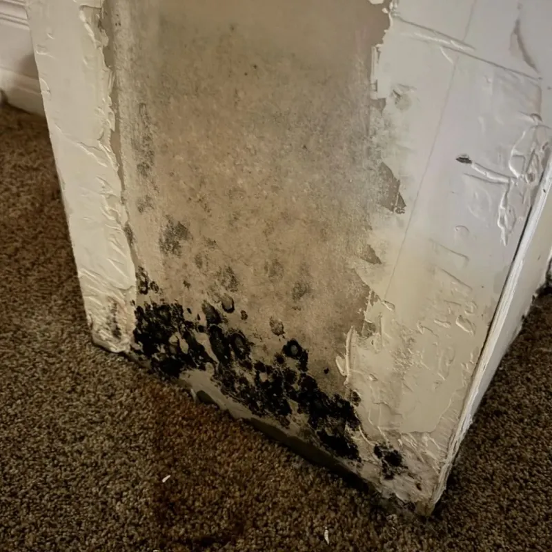 Professional Mold Removal in Spencer, IN